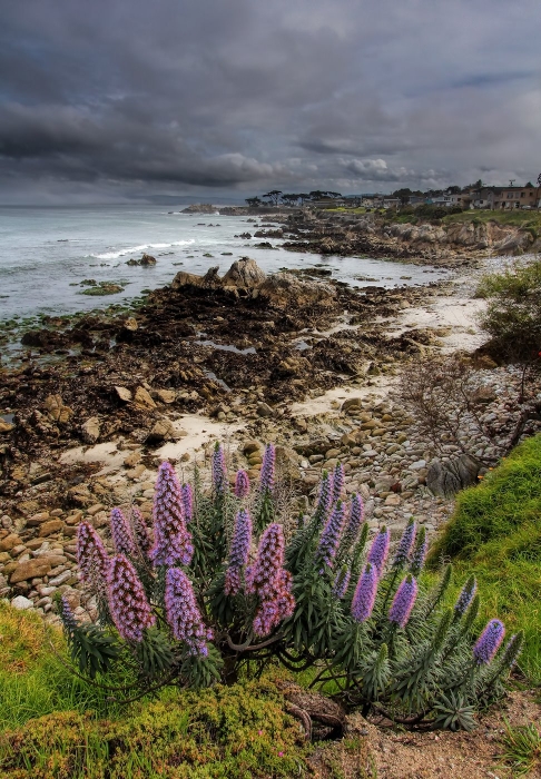 The Beauty of Monterey Bay