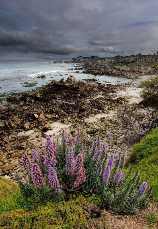 The Beauty of Monterey Bay