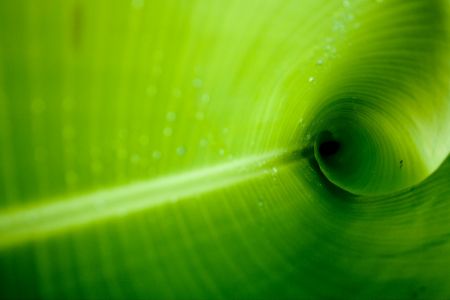 Banana plantain leaf close up