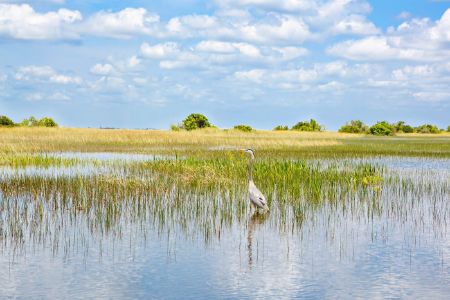 Florida wetland, Airboat ride at Everglades National Park in USA
