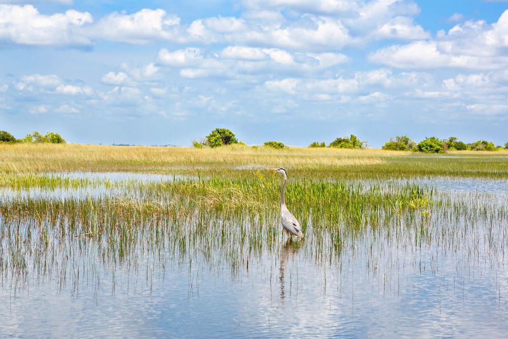 Florida wetland, Airboat ride at Everglades National Park in USA