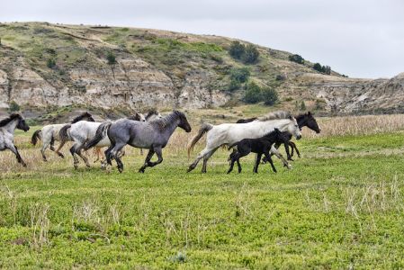 Wild horses, Theodore Roosevelt National Park