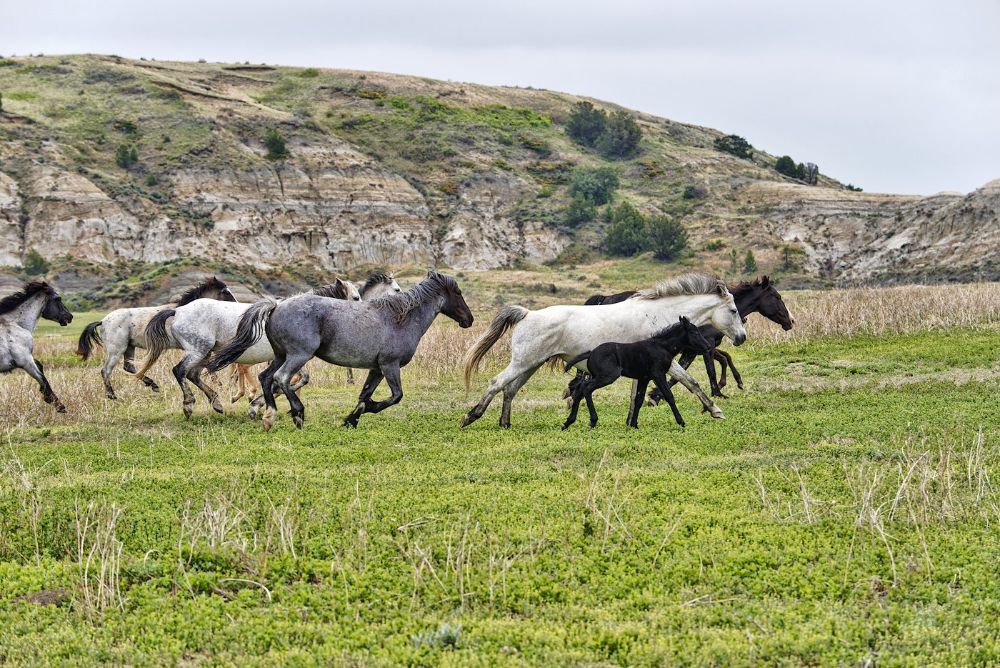 Wild horses, Theodore Roosevelt National Park