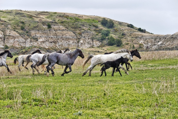 Wild horses, Theodore Roosevelt National Park