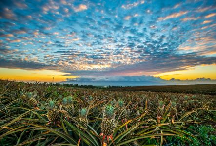 Pineapple sunset