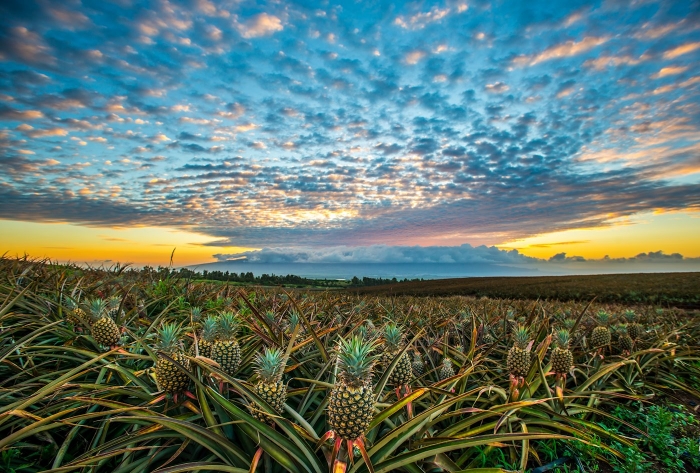 Pineapple sunset