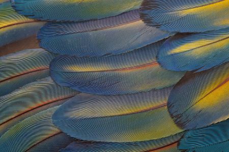 Wing feathers of Scarlet Macaw Pattern