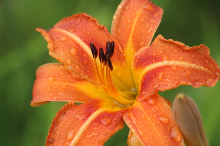 Close-Up Of Wet Orange Day Lily Blooming Outdoors