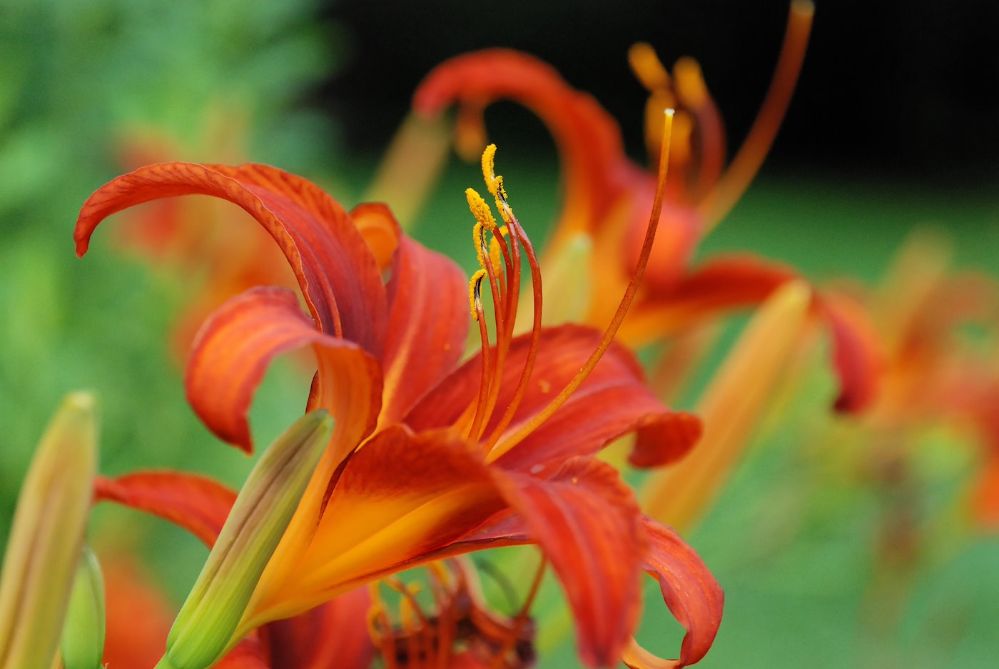 Close-Up Of Red Flower