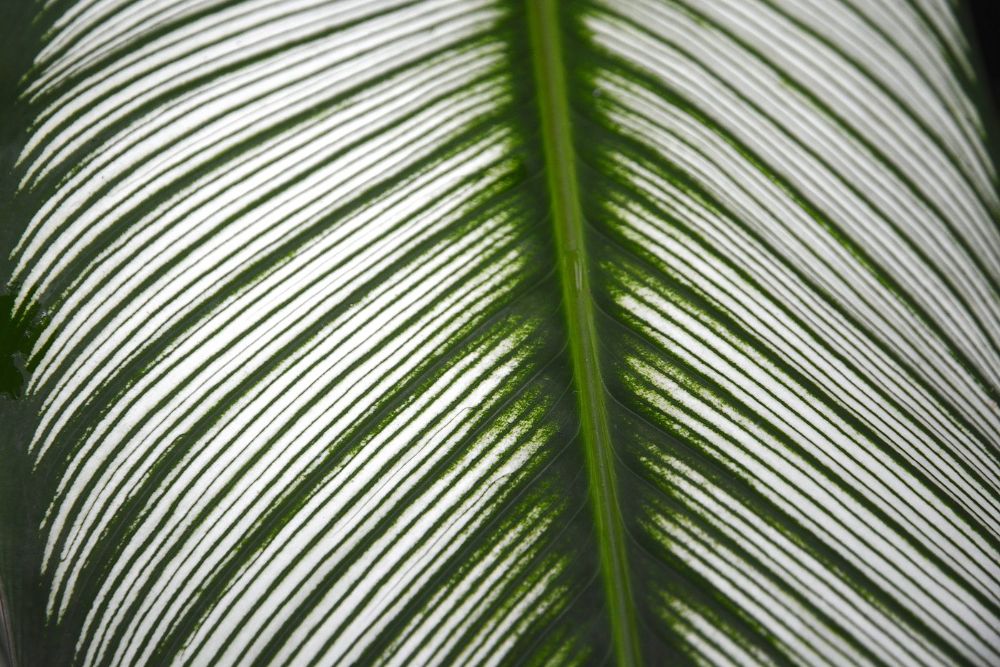 Pin Stripe Plant