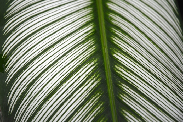 Pin Stripe Plant