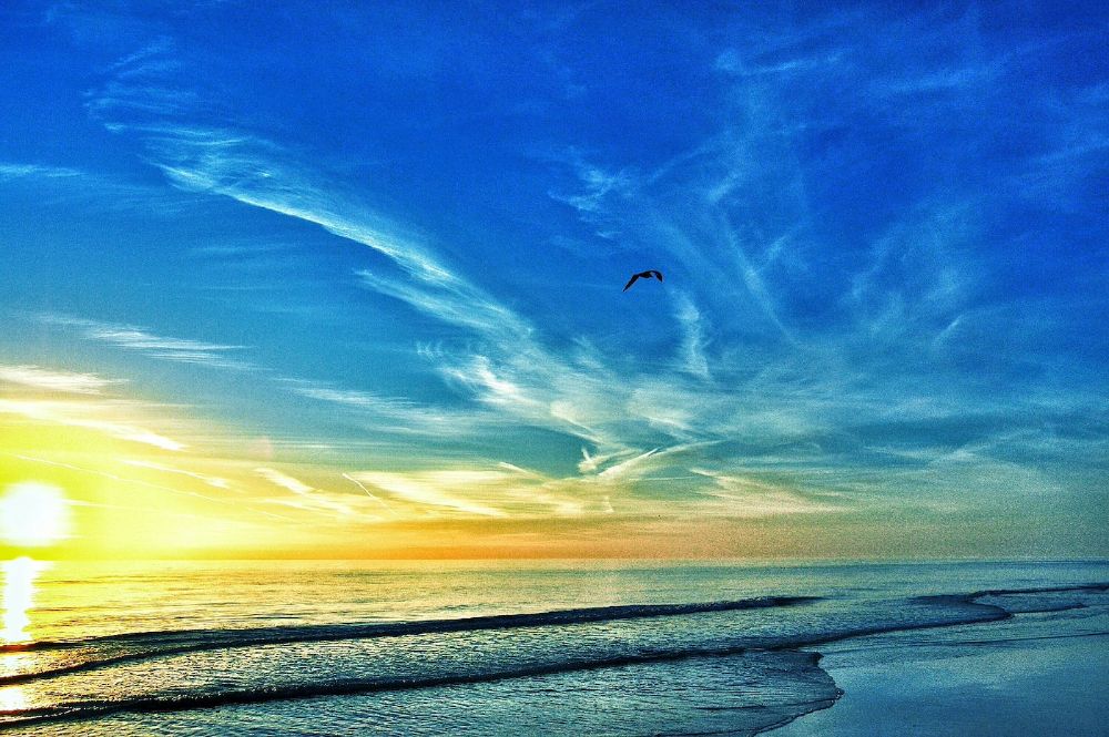 Bird Flying In Sky During Sunset