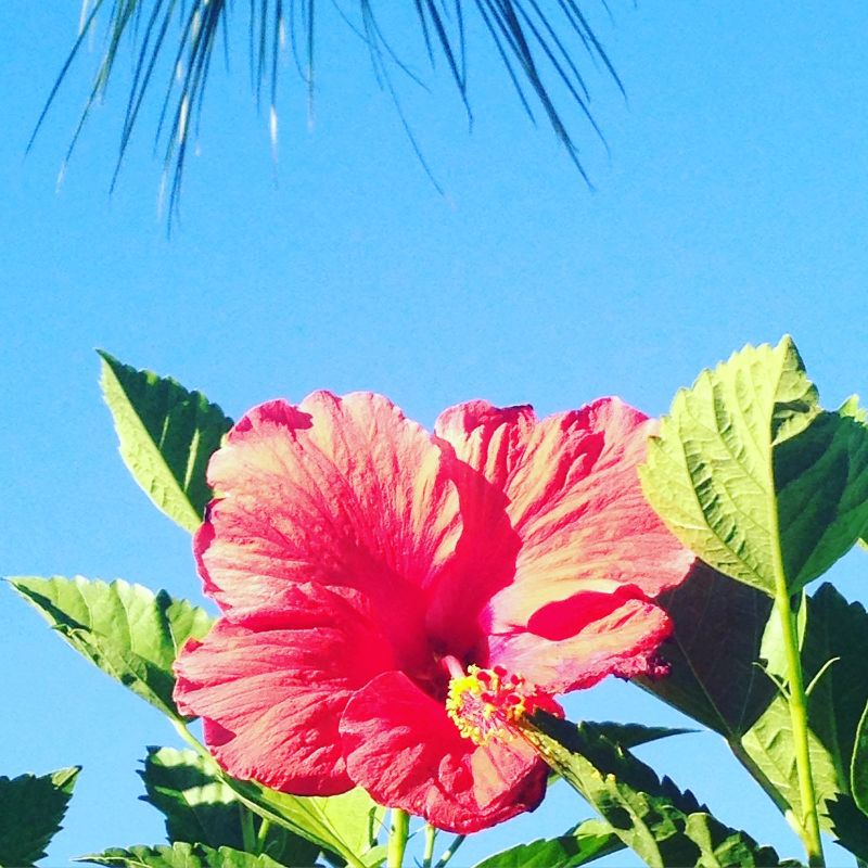 Hibiscus Flower