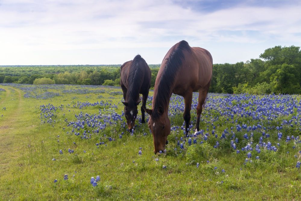 Bluebonnets and Horses