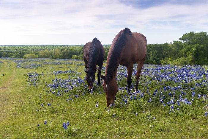 Bluebonnets and Horses