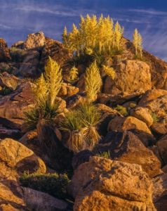 Southwest desert USA  at Joshua Tree National Park, CA