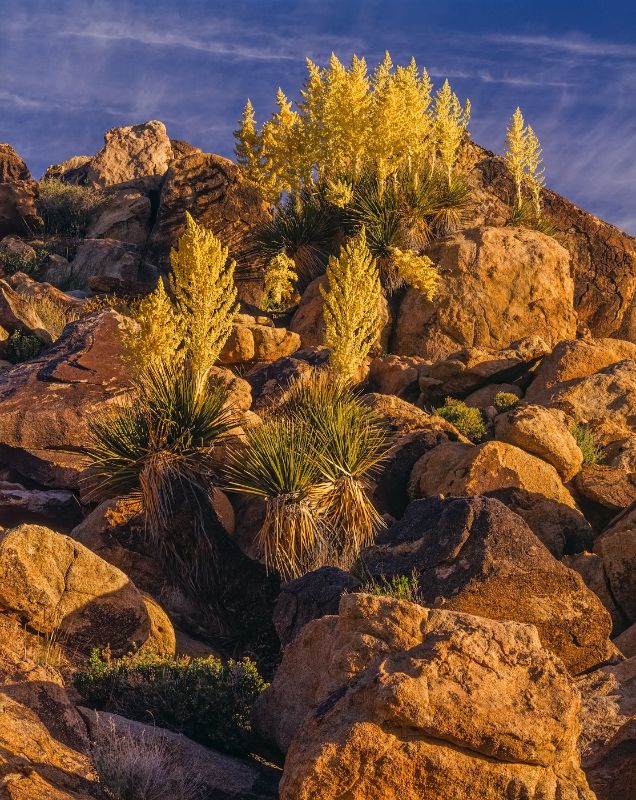 Southwest desert USA  at Joshua Tree National Park, CA