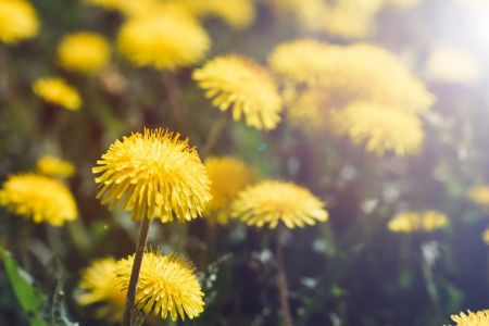 Close-Up Of Yellow Flowers Blooming Outdoors