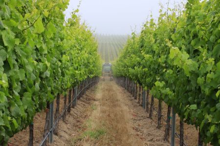 Monterey Vineyard