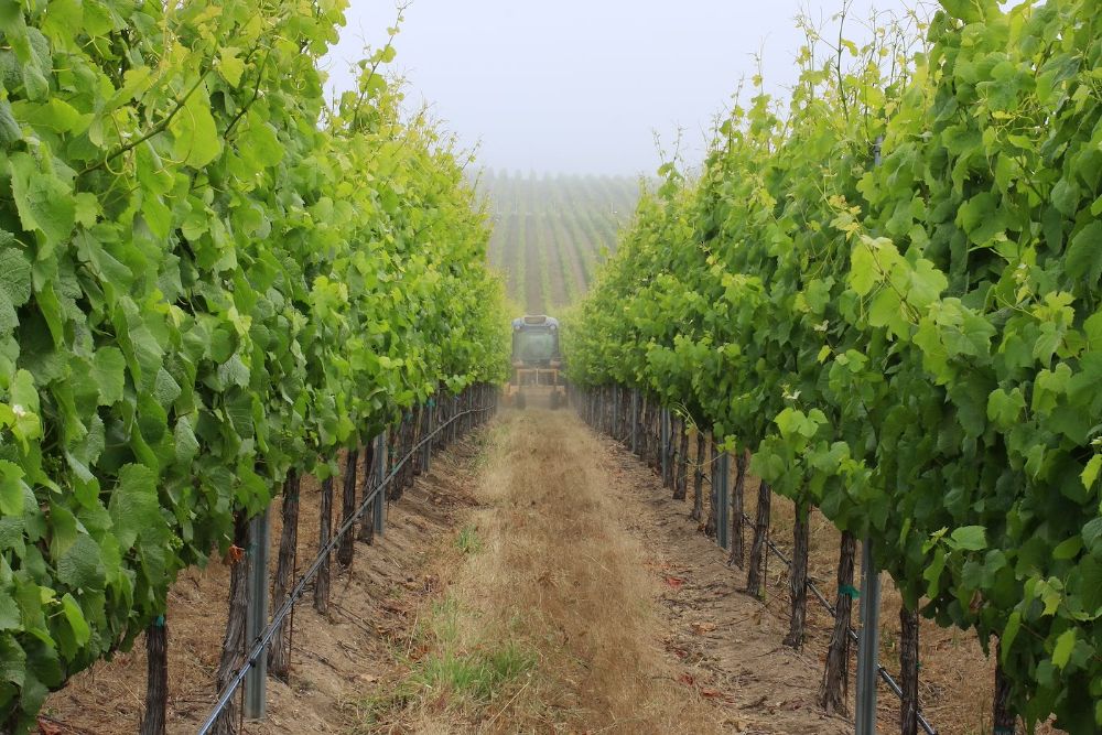 Monterey Vineyard