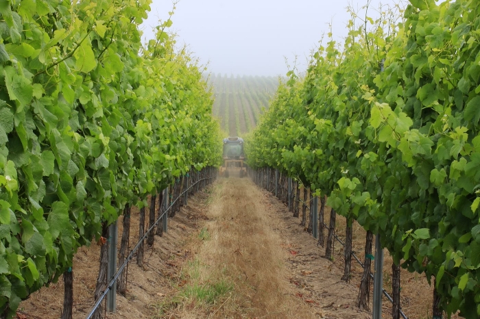 Monterey Vineyard