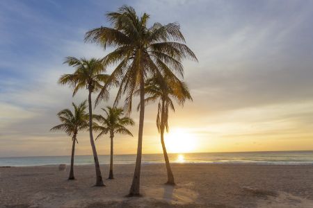 Palm trees in Florida