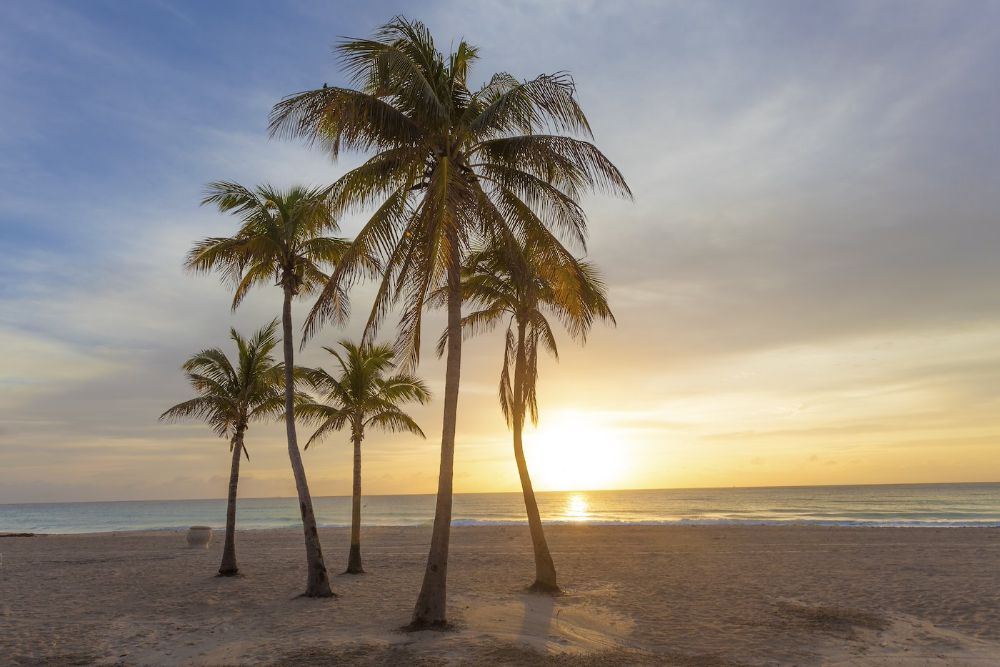 Palm trees in Florida