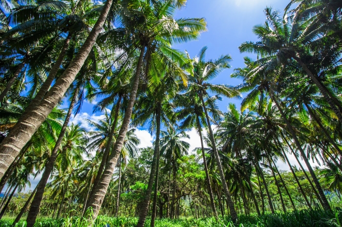 Low Angle View Of Palm Trees