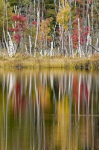 Birch trees and autumn colors reflected on Red Jack Lake, Hiawat