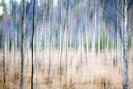 Birch forest in Autumn