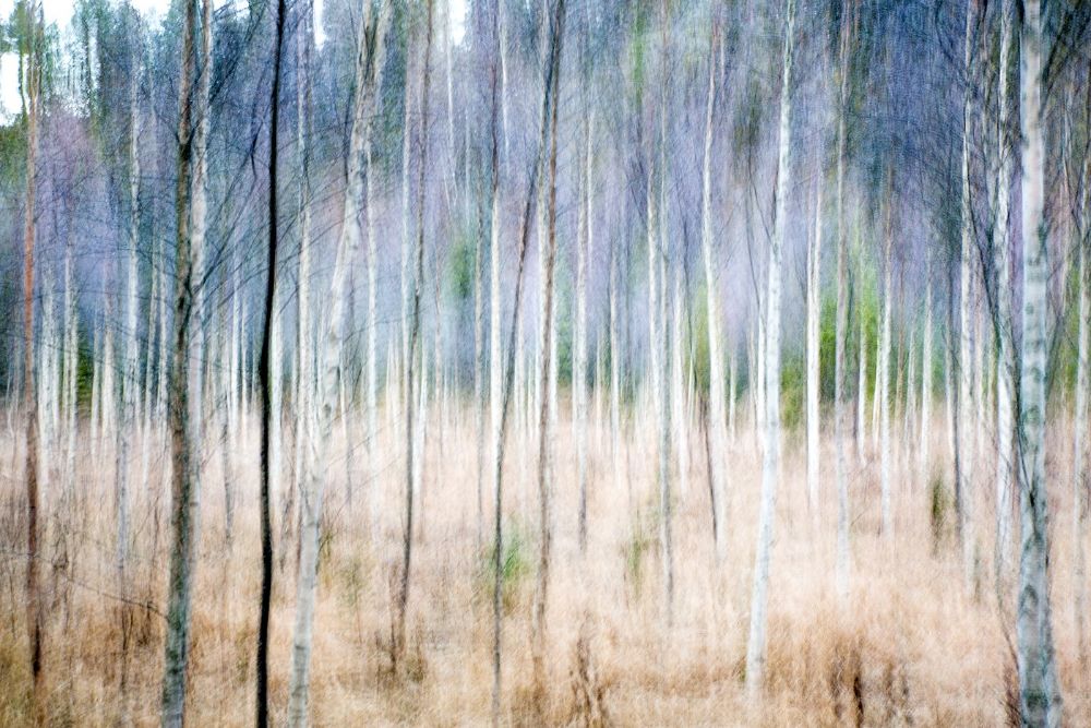 Birch forest in Autumn
