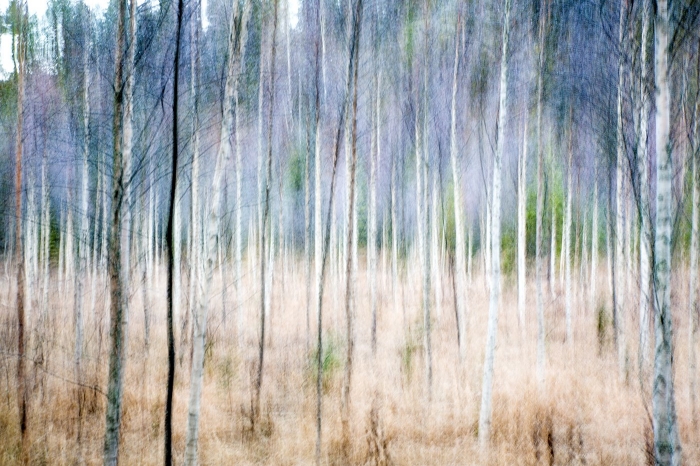 Birch forest in Autumn