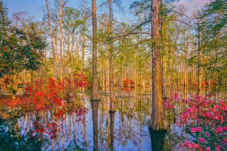 Spring Azalea Blossoms In Southern  Cypress Woodland
