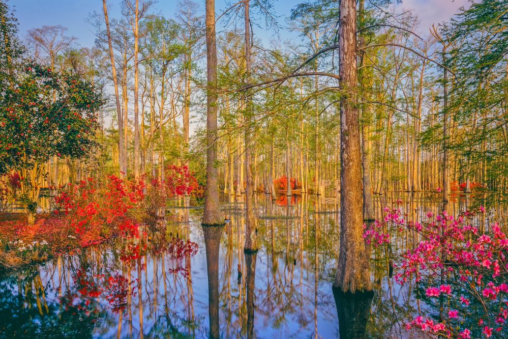 Spring Azalea Blossoms In Southern  Cypress Woodland