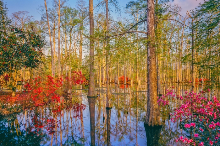 Spring Azalea Blossoms In Southern  Cypress Woodland