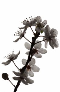 Blossom of prunus, backlighted