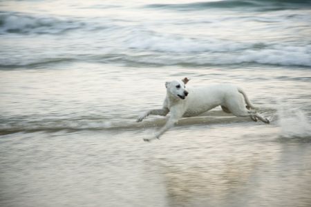 White dog running down quiet beach