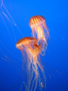 Jellyfish