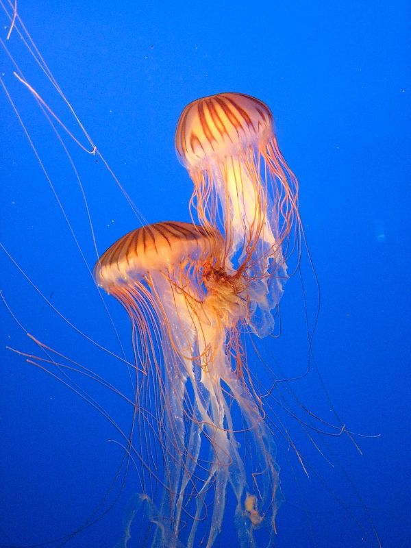 Jellyfish