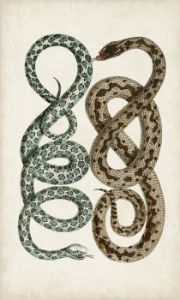 Antique Snakes IV