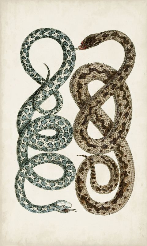 Antique Snakes IV