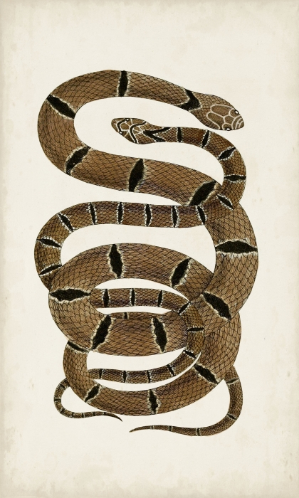 Antique Snakes III
