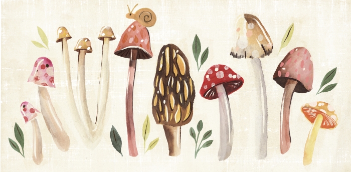 Fungi Field Trip Collection D