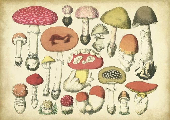 Vintage Mushroom Chart