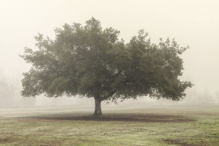 Trees in Fog 5
