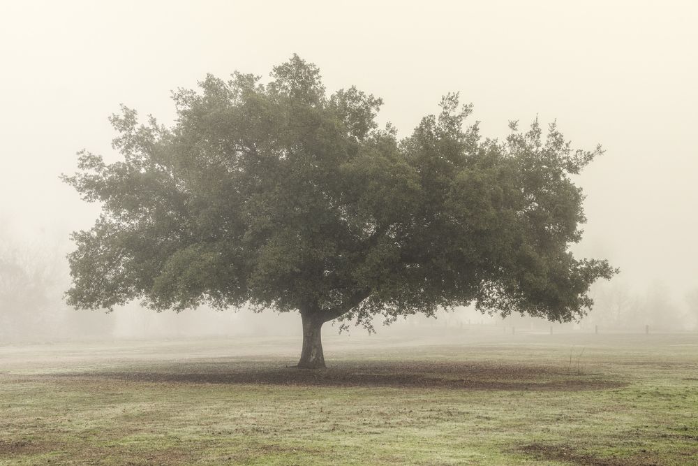 Trees in Fog 5