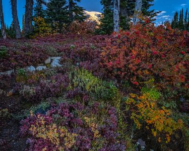 Paradise Trail on Mt Rainier