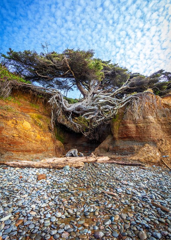Tree Cave on Kalaloch Beach