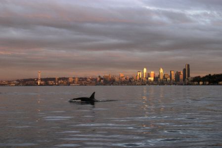 Orca Whale in Elliott Bay and Seattle Skyline