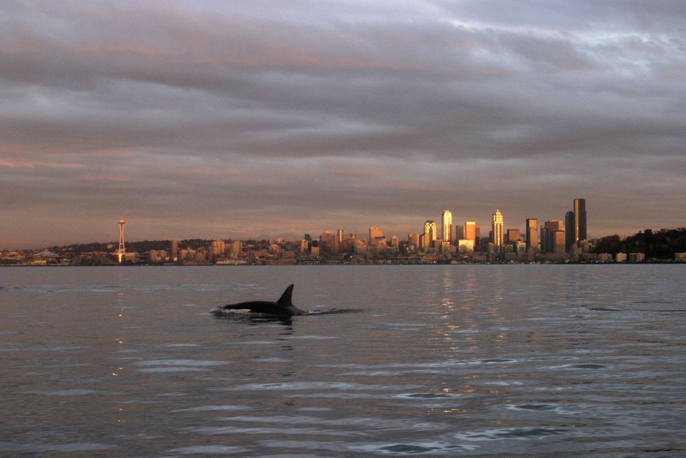 Orca Whale in Elliott Bay and Seattle Skyline